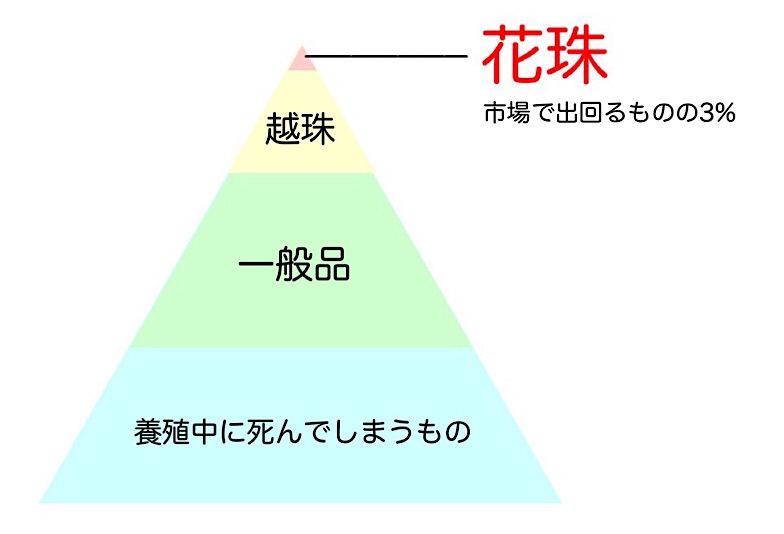 花珠真珠