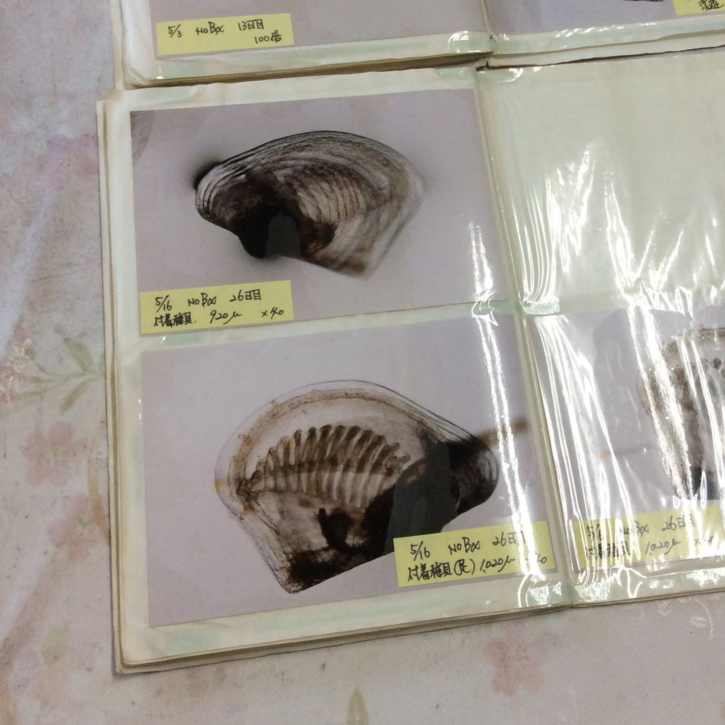 稚貝からの育成②