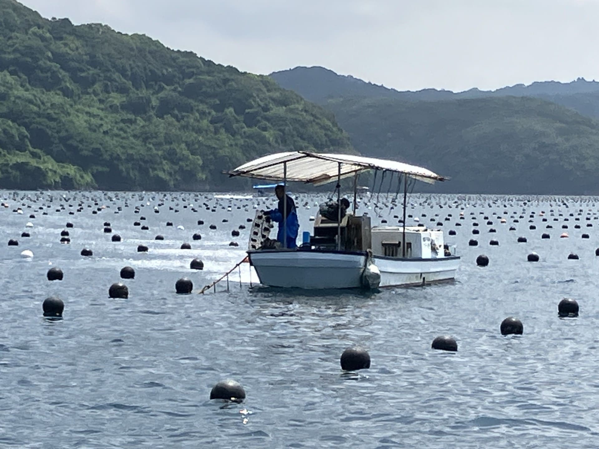 浜揚げ（真珠収穫）